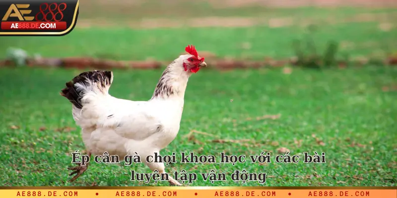 Cho gà vận động - kỹ năng ép cân gà chọi khoa học nhất