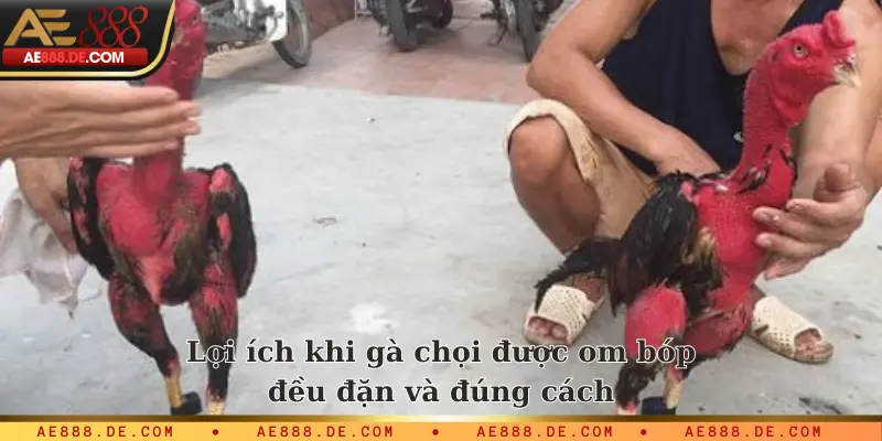 Lợi ích khi gà chọi được om bóp đều đặn và đúng cách