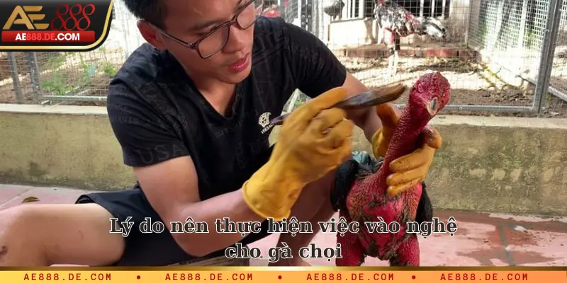 Lý do nên thực hiện việc vào nghệ cho gà chọi