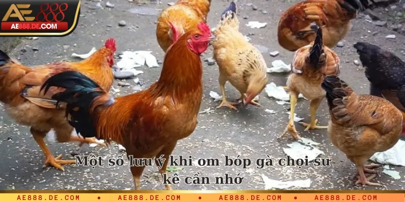 Một số lưu ý khi om bóp gà chọi sư kê cần nhớ