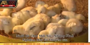 Nuôi gà chọi mới nở