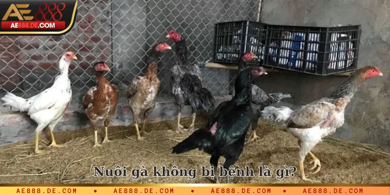 Nuôi gà không bị bệnh là gì?