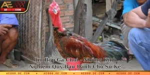 Om bóp gà chọi