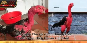 Vào nghệ cho gà chọi